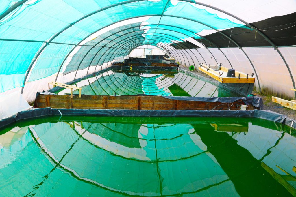 Bassins de culture de Spiruline